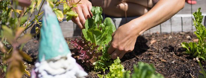 planting in the garden